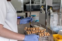 Trombocyty neboli krevní destičky: Jaké důležité funkce zastávají v našem těle?